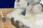 GfK / Epoxy / Carbon category icon/image